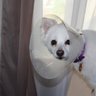 my dogs white 🇨🇦 的头像