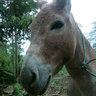 El Burro Ermenegildo's profile picture