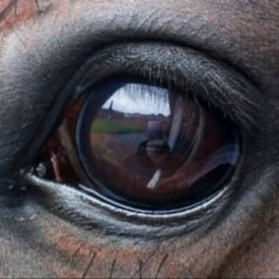 JaneChappleHyam's profile picture