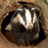 Badger 的头像