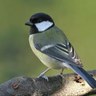 nara profil fotoğrafı