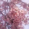 さくら profil fotoğrafı