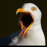 Profilbild von crazybird