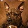 Angus's profile picture