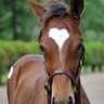 AI's profile picture