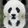 Profilbild von Panda Bear