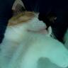 KittyGuardian 的头像