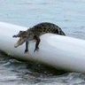 Crocodile 的头像