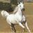 Profilbild von salemhabib