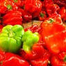 gepulas 的头像