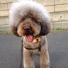 いちごミルクとトイ・プードル profil fotoğrafı
