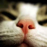 Loukas Bloom's profile picture