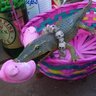 shell sheddy's profile picture