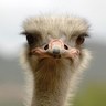 SuperY profil fotoğrafı