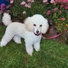 Sophiesmom profil fotoğrafı