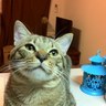 カヌレ's profile picture
