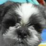 Profilbild von しーずー