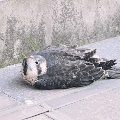 Yamasemineko's profile picture