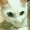 白マカロン's profile picture
