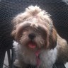 Rosebud's profile picture