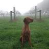 Blue Poles Vineyard's profile picture