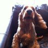 St Domingo's profile picture
