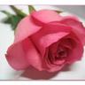 خيوط الفجر profil fotoğrafı