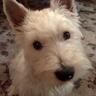 Stomu's profile picture