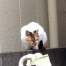 あかさたな profil fotoğrafı