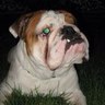 Junior Pizarro's profile picture