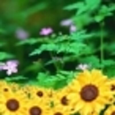 咲耶's profile picture