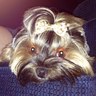 Susie Dee's profile picture