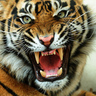 LSU Tiger Eyes profil fotoğrafı