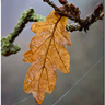 da_last_leaf 的头像