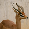 غزالة's profile picture