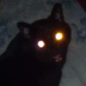 黒猫だみあん 的头像