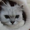 t33e4orce's profile picture