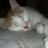 Profilbild von ねこねこねこね