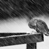不肯棲 profil fotoğrafı