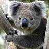 koalar20's profile picture