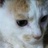 れいぽんぬ profil fotoğrafı