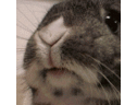 Фото профиля うにゃ♒2nd-DTぴょんすけ⋆🐰*🎀ド変態🐳💙おはるんるん・りゅみるん推し