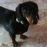 Dotti Alessandro's profile picture
