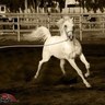 Фото профиля بطي الوعيل