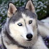 Profilbild von JPLS