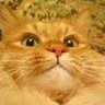 YUUKO's profile picture