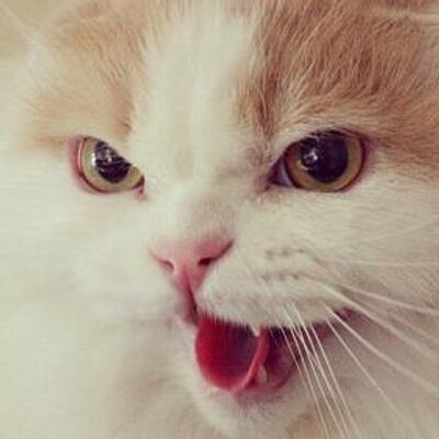 kojirowo's profile picture