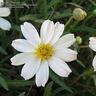 watchingdaisies 的头像