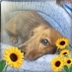 Profilbild von 土屋歩