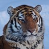 Ruslan Tleubaev's profile picture
